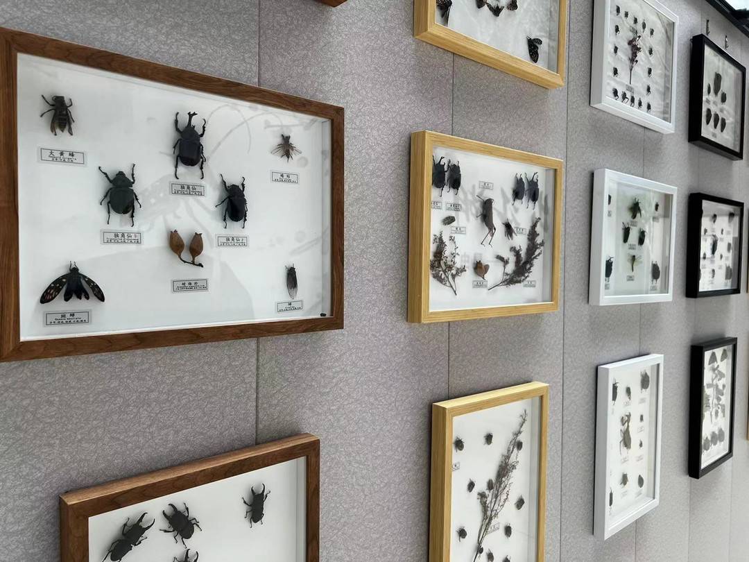 动物也武侠丨黑龙江省林业科学院伊春分院森林博物馆推出 《“虫”出江湖——昆虫主题展》